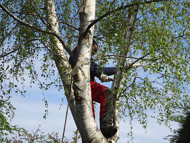 Mulching Services in Saugerties South, NY