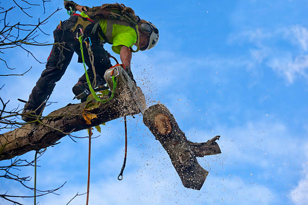 Saugerties South, NY Tree Care Company